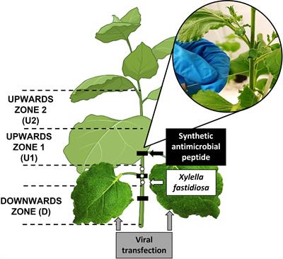 Nicotiana benthamiana as a model plant host for Xylella fastidiosa: Control of infections by transient expression and endotherapy with a bifunctional peptide